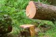 Big Tree Felling Plymouth - The Tree Surgery Company Ltd